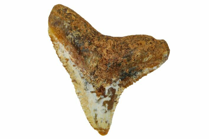 Fossil Bull Shark Tooth (Carcharhinus) - Angola #259475